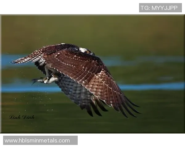 足球巨星传奇风采：球场上的艺术之美与灵动瞬间